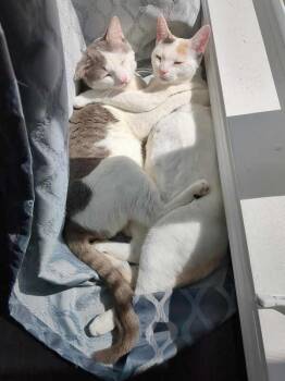 Rescue Domestic Short Hair Cats for Adoption in Mississauga, Ontario - Tomm & Jerri | PetCurious