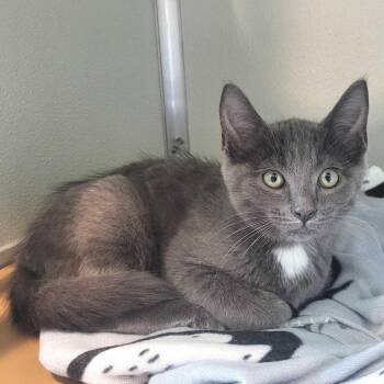 Thumper -  Domestic Short Hair Cat for Adoption in Chattanooga, Tennessee - Thumper | PetCurious