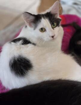 Domestic Medium Hair Cats Available for Adoption in Salinas, California - Sabrina | PetCurious