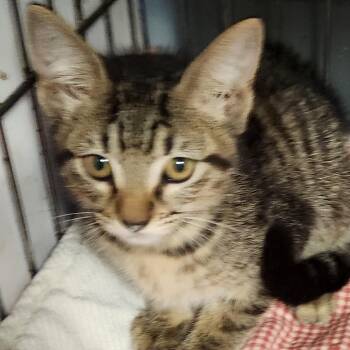Hansel K46149 -  Domestic Short Hair Cat for Adoption in Corsicana, Texas - Hansel K46149 | PetCurious