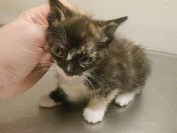 Rescue Domestic Short Hair Cats for Adoption in Oroville, California - ARABELLA | PetCurious