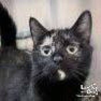 Domestic Short Hair Cats Available for Adoption - Robin | PetCurious
