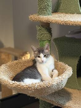 Jill -  Domestic Short Hair Cat for Adoption in Houston, Texas - Jill | PetCurious