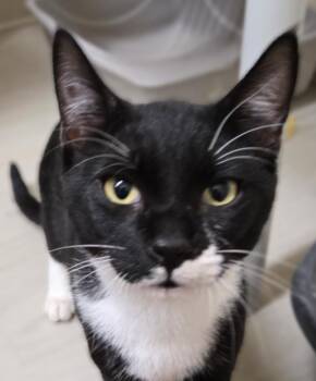 Domestic Short Hair Cats Available for Adoption in Long Beach, Washington - Tate | PetCurious
