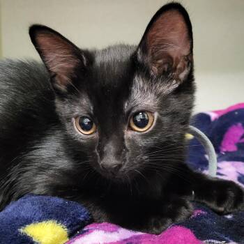 Wasabi -  Domestic Short Hair Cat for Adoption in Grayslake, Illinois - Wasabi | PetCurious