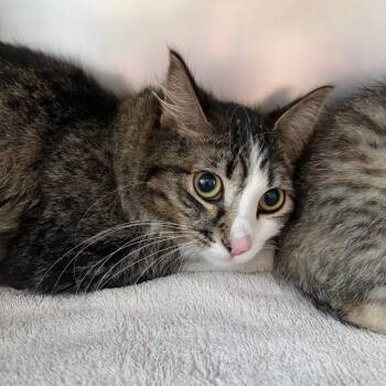 Jolene -  Domestic Medium Hair Cat for Adoption in Council Bluffs, Iowa - Jolene | PetCurious