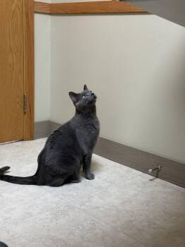 Rescue Domestic Short Hair Cats for Adoption in Glenwood, Minnesota - Grayson | PetCurious