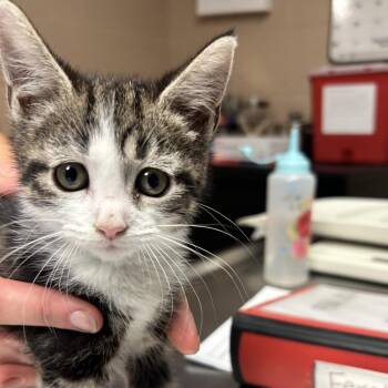 Dory -  Domestic Short Hair Cat for Adoption in Newport, North Carolina - Dory | PetCurious