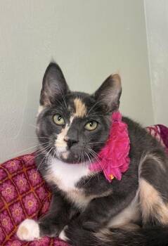 Crumble -  Domestic Short Hair Cat for Adoption in Picayune, Mississippi - Crumble | PetCurious