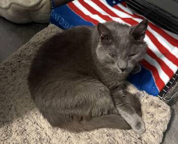 Louie -  Domestic Short Hair Cat for Adoption in Harpers Ferry, West Virginia - Louie | PetCurious