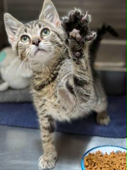 Thimble -  Domestic Short Hair Cat for Adoption in Chambersburg, Pennsylvania - Thimble | PetCurious