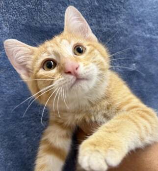 Christopher -  Domestic Short Hair Cat for Adoption in Ontario, Oregon - Christopher | PetCurious