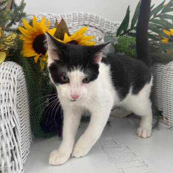 Purrfect Panther 56609 -  Domestic Short Hair Cat for Adoption in Eaton Rapids, Michigan - Purrfect Panther 56609 | PetCurious