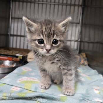 Owen -  Domestic Short Hair Cat for Adoption in Idaho Falls, Idaho - Owen | PetCurious