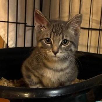Raton -  Domestic Short Hair Cat for Adoption in Mokena, Illinois - Raton | PetCurious