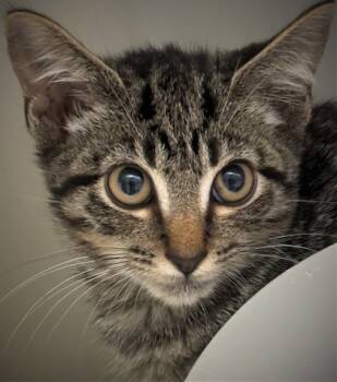 Rescue Domestic Short Hair Cats for Adoption in Cumming, Georgia - Boo 1367-25 | PetCurious