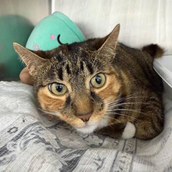 Mango -  Domestic Short Hair Cat for Adoption in Walden, New York - Mango | PetCurious