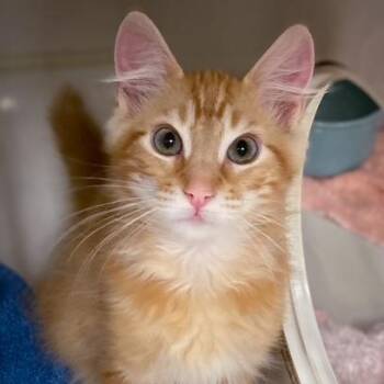 Samuel -  Domestic Short Hair Cat for Adoption in Redwood City, California - Samuel | PetCurious