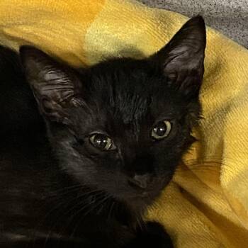 Haymich -  Domestic Short Hair Cat for Adoption in Sheridan, Wyoming - Haymich | PetCurious