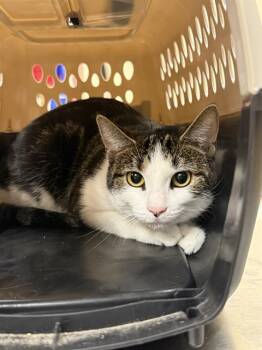 Rescue Domestic Short Hair Cats for Adoption in Aliquippa, Pennsylvania - OASIS | PetCurious