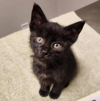 Domestic Medium Hair Cats Available for Adoption in Oakland, California - Shanti | PetCurious