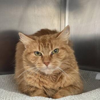 Domestic Medium Hair Cats Available for Adoption - Penny | PetCurious