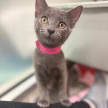 Lazuli -  Domestic Short Hair Cat for Adoption in Fairport, New York - Lazuli | PetCurious