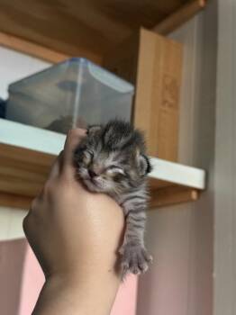 Tabby Cats Available for Adoption in Virginia Beach, Virginia - Saladin | PetCurious