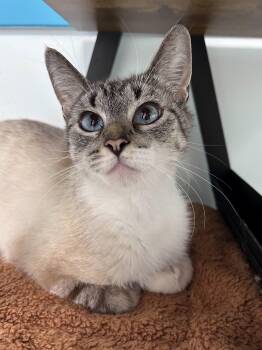 Dara -  Siamese Cat for Adoption in Grand Rapids, Michigan - Dara | PetCurious