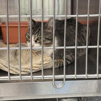 1584-C26 -  Domestic Short Hair Cat for Adoption in Port Charlotte, Florida - 1584-C26 | PetCurious