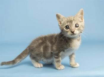 LORD BILLY BOB -  Domestic Short Hair Cat for Adoption in Phoenix, Arizona - LORD BILLY BOB | PetCurious