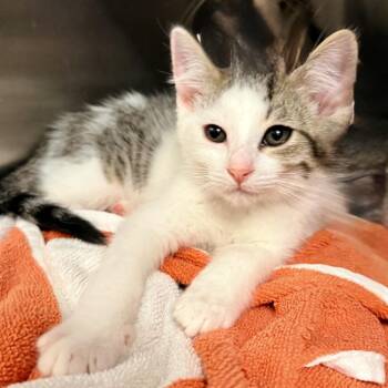 Snap -  Domestic Short Hair Cat for Adoption in Palm Springs, California - Snap | PetCurious