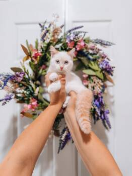Eeny -  Siamese Cat for Adoption in Goodyear, Arizona - Eeny | PetCurious