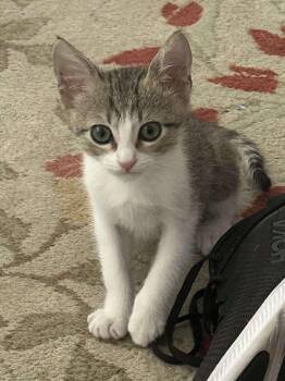 Rescue Domestic Short Hair Cats for Adoption in Visalia, California - Georgie | PetCurious