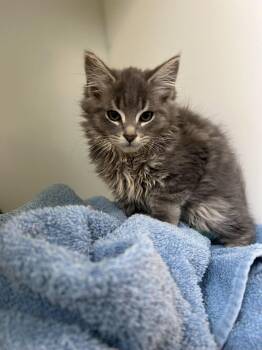 Pou -  Domestic Medium Hair Cat for Adoption in Delson, Quebec - Pou | PetCurious