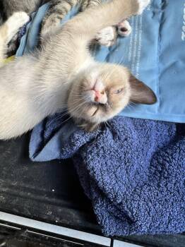 Mr T -  Domestic Short Hair Cat for Adoption in Chandler, Arizona - Mr T | PetCurious