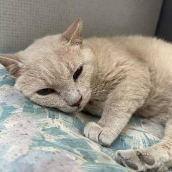 Buffy -  Domestic Short Hair Cat for Adoption in Richmond, Virginia - Buffy | PetCurious