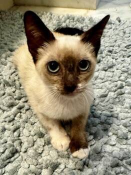 Circe -  Domestic Short Hair Cat for Adoption in San Antonio, Texas - Circe | PetCurious