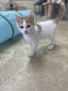 Steve (must be adopted w/littermate) -  Domestic Short Hair Cat Available for Adoption in Neillsville, Wisconsin - Steve (must Be Adopted W/littermate) | PetCurious
