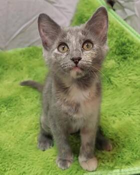 Elizabeth -  Domestic Short Hair Cat for Adoption in Millcreek, Utah - Elizabeth | PetCurious