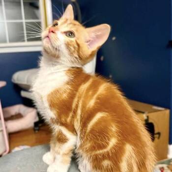 Rai -  Domestic Short Hair Cat for Adoption in Newport, Tennessee - Rai | PetCurious