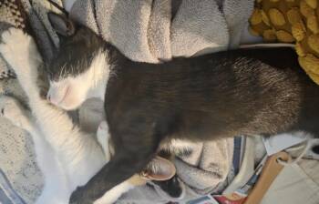 Talia -  Domestic Short Hair Cat for Adoption in Huntington Beach, California - Talia | PetCurious