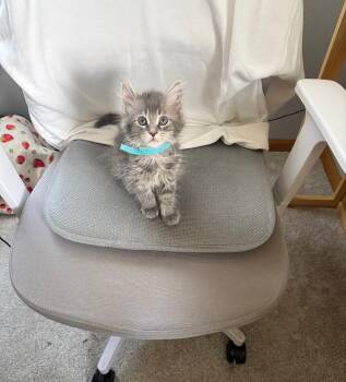 McRib -  Domestic Medium Hair Cat for Adoption in Mokena, Illinois - McRib | PetCurious
