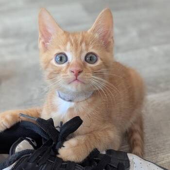 Copper -  Domestic Short Hair Cat for Adoption in La Grange, Kentucky - Copper | PetCurious