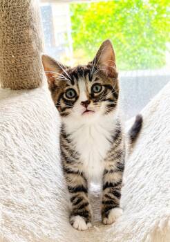 Rudy -  Domestic Short Hair and Tabby Cat Available for Adoption in Greensboro, North Carolina - Rudy | PetCurious