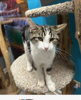 Rescue Domestic Short Hair Cats for Adoption in Chicago, Illinois - Luca | PetCurious