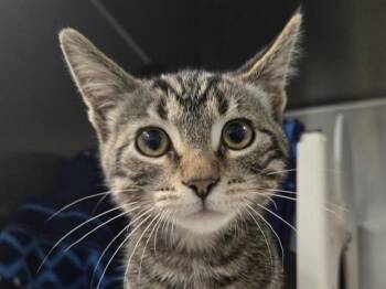 ELOTE -  Domestic Short Hair Cat for Adoption in Palo Alto, California - ELOTE | PetCurious