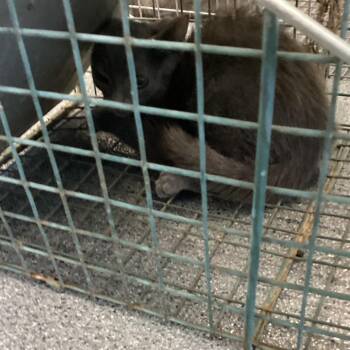 Baby Williams -  Domestic Short Hair Cat for Adoption in Montgomery, Alabama - Baby Williams | PetCurious