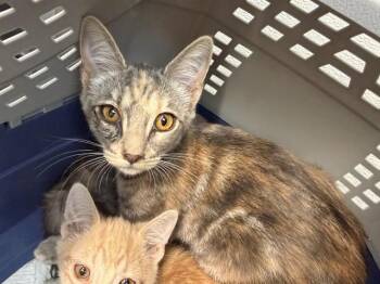 NISHA -  Domestic Short Hair Cat for Adoption in Antioch, California - NISHA | PetCurious