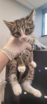 JETT -  Domestic Short Hair Cat for Adoption in West Chester, Pennsylvania - JETT | PetCurious